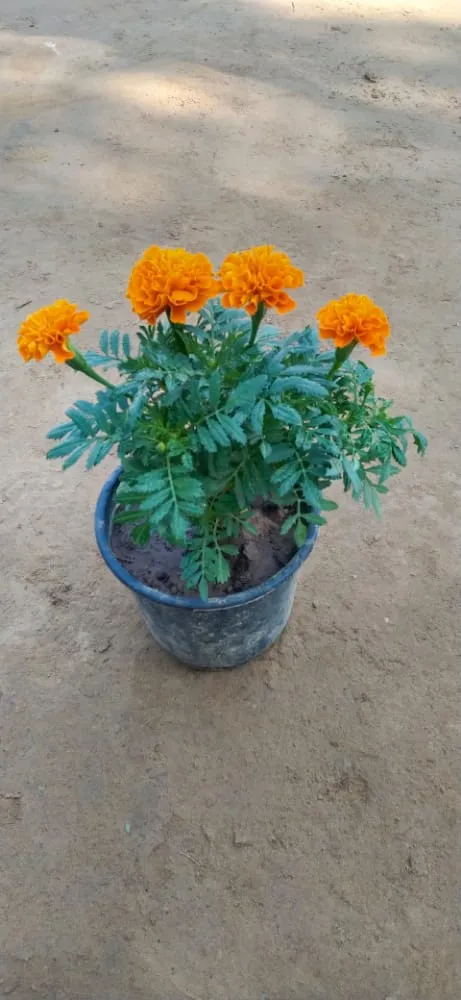 Marigold Orange in 5 Inch Plastic Pot