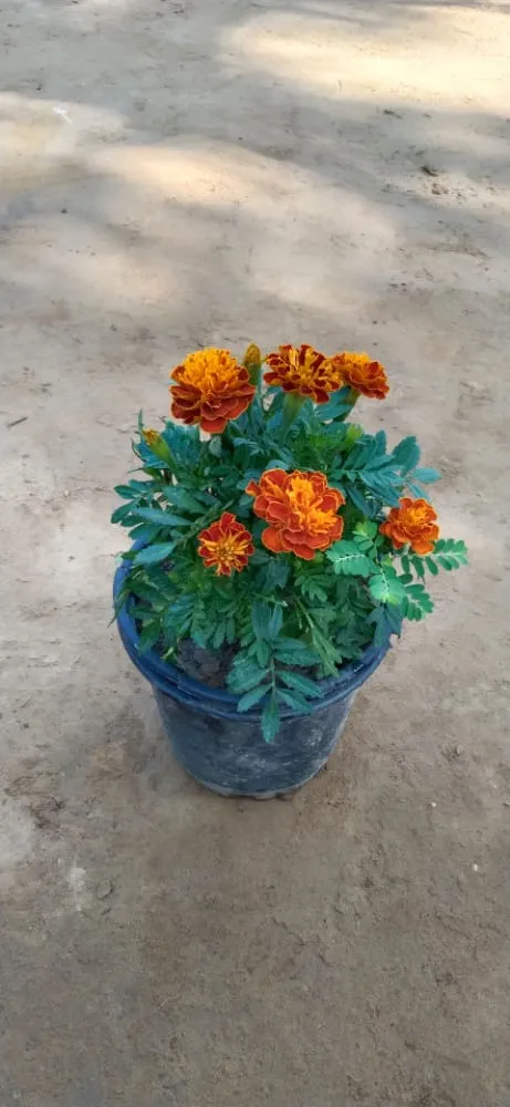 Marigold (any colour) in 5 Inch Plastic Pot