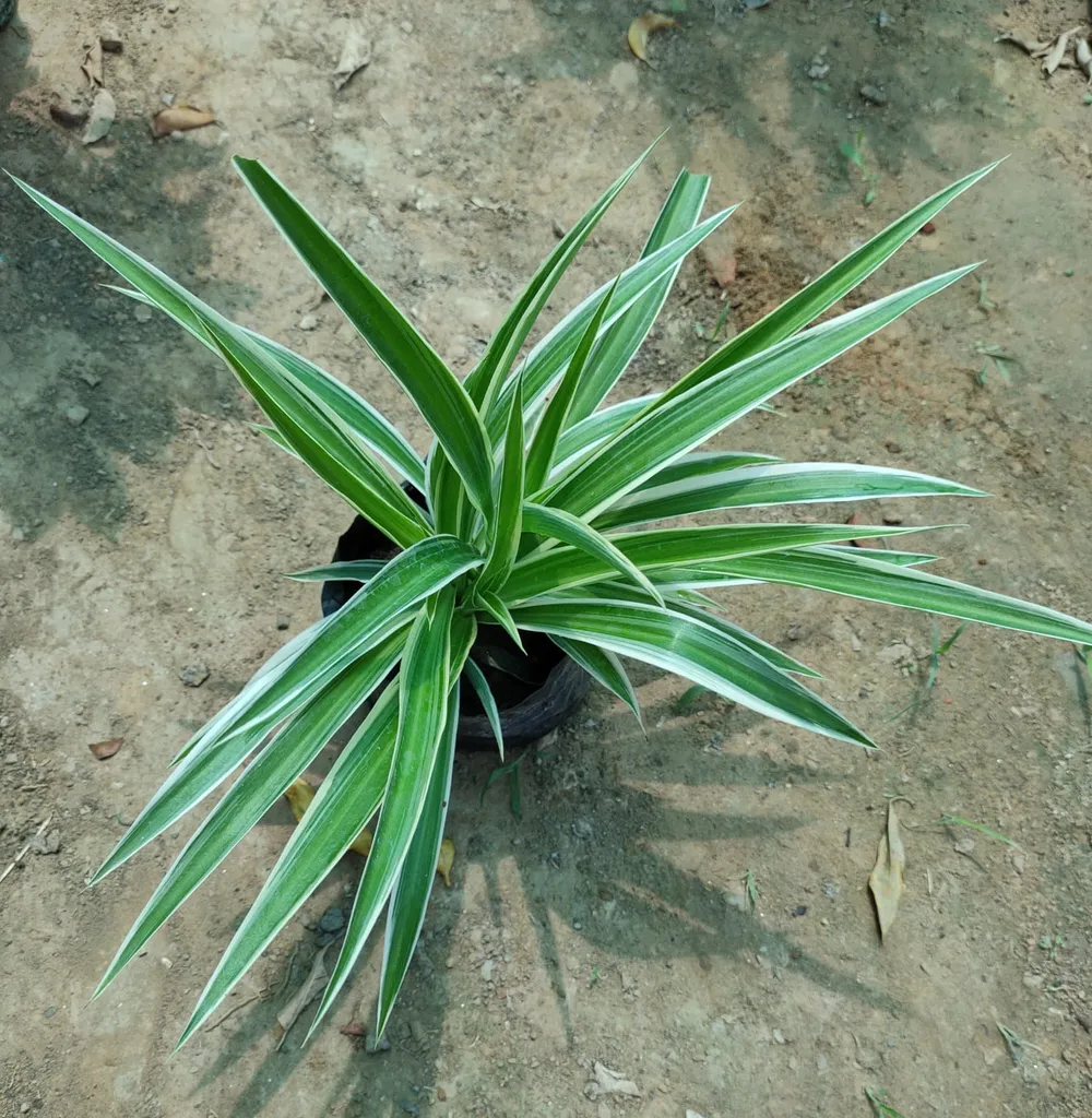 Spider Plant in 5 Inch Nursery Bag