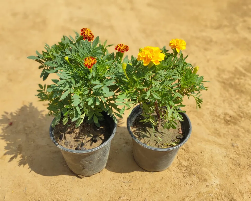 Marigold (any colour) in 6 Inch Plastic Pot