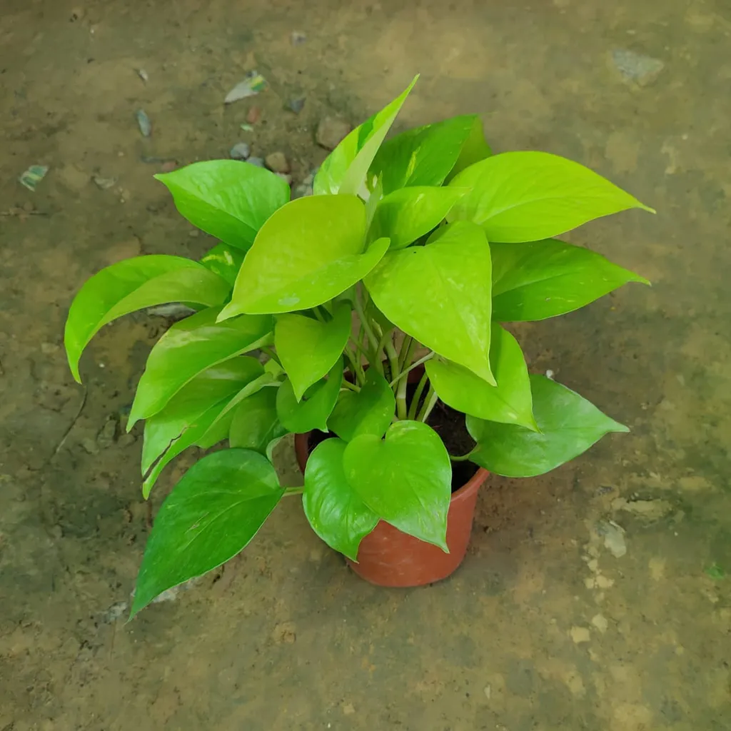Golden Money Plant in 6 Inch Plastic Pot