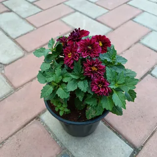 Dahlia Red All Season in 6 Inch Plastic Pot