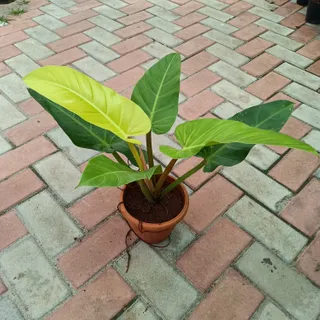 Philodendron Large in 6 Inch Plastic Pot