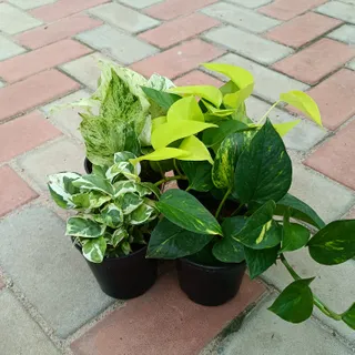 Set of 4 - Money Plant in 4 Inch Plastic Pot