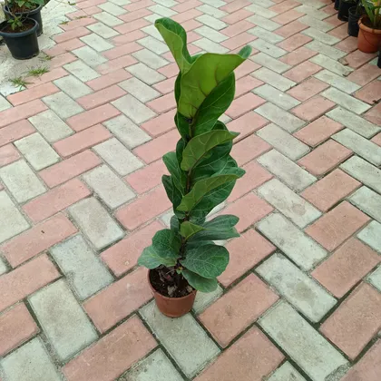 Buy Fiddle Leaf Fig ~ 2 feet in 6 Inch Plastic Pot Online | Urvann.com