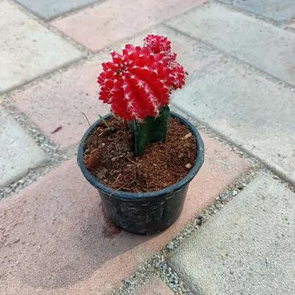 Buy Moon Cactus Orange Red in 3 Inch Plastic Pot Online | Urvann.com