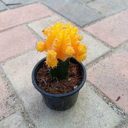 Buy Moon Cactus Yellow in 3 Inch Plastic Pot Online | Urvann.com