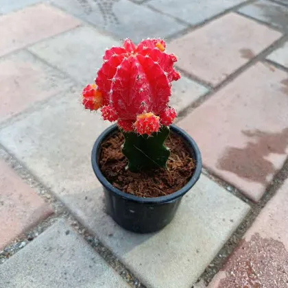 Buy Moon Cactus Red in 3 Inch Plastic Pot Online | Urvann.com
