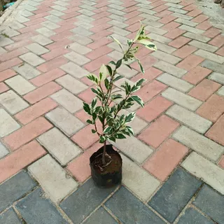 Ficus Starlight in 4 Inch Nursery Bag
