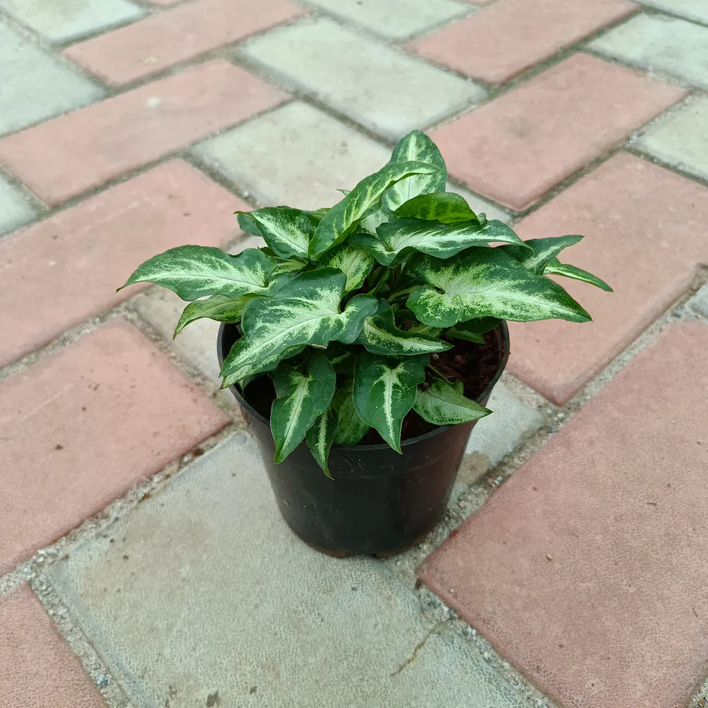 Syngonium Small Leaf in 4 Inch Plastic Pot
