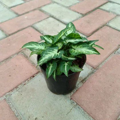 Buy Syngonium Small Leaf in 4 Inch Plastic Pot Online | Urvann.com