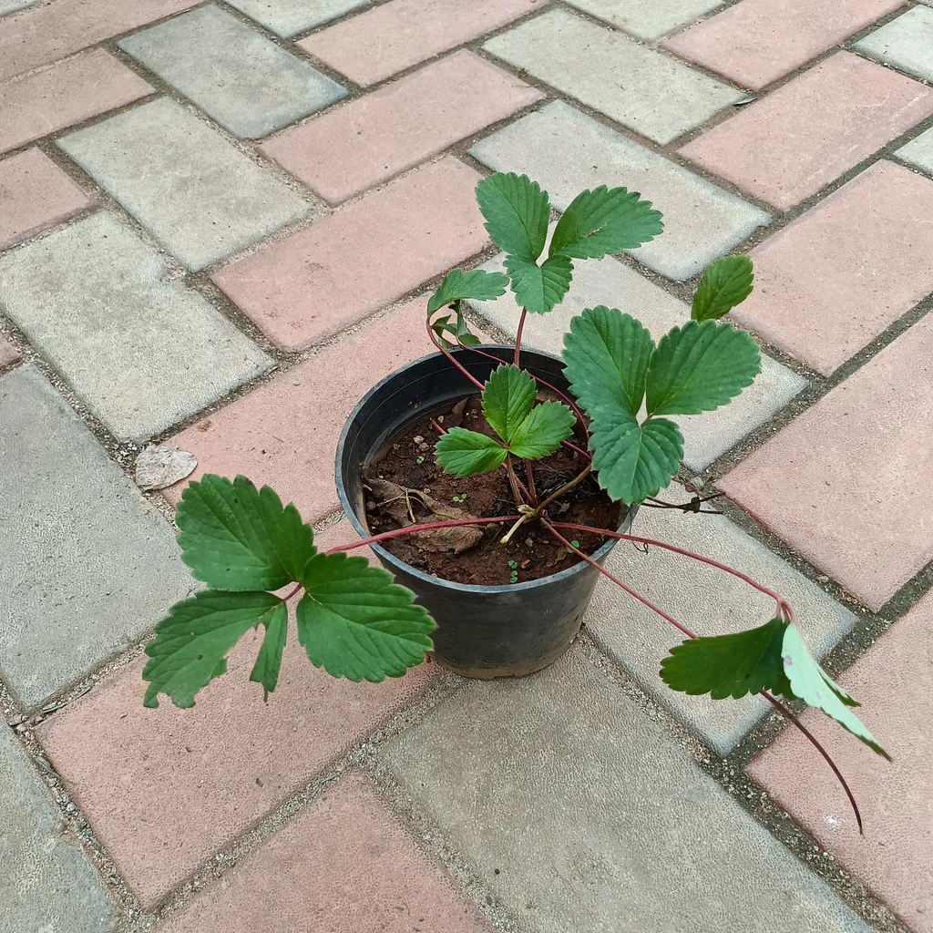 Strawberry Plant in 4 Inch Plastic Pot