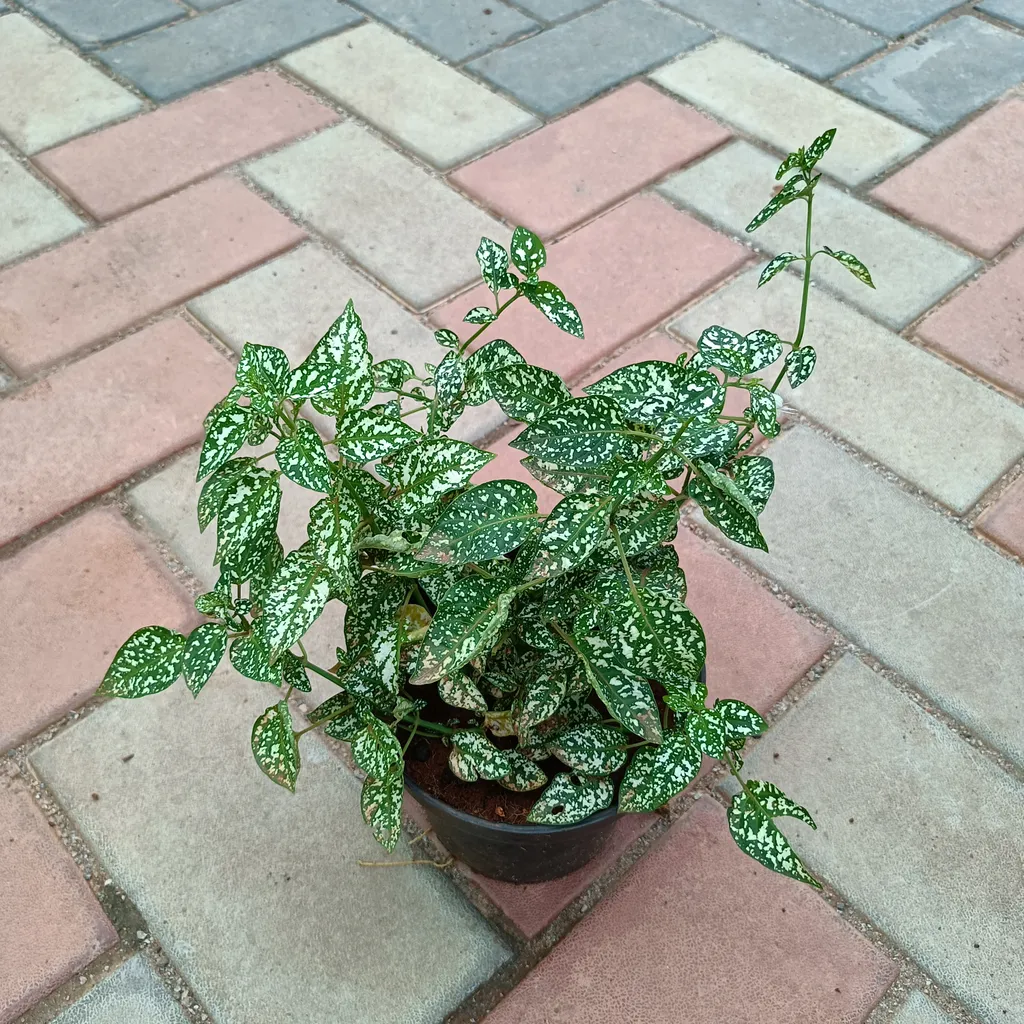 Hypoestes Green White in 5 Inch Plastic Pot