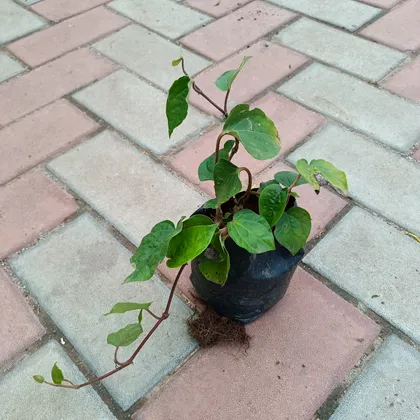 Buy Paan Desi in 4 Inch Nursery Bag Online | Urvann.com