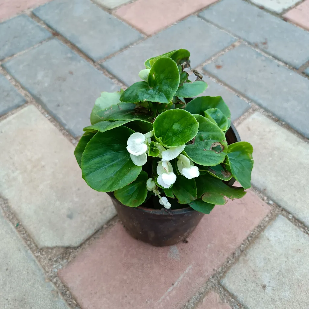 Begonia White in 4 Inch Plastic Pot