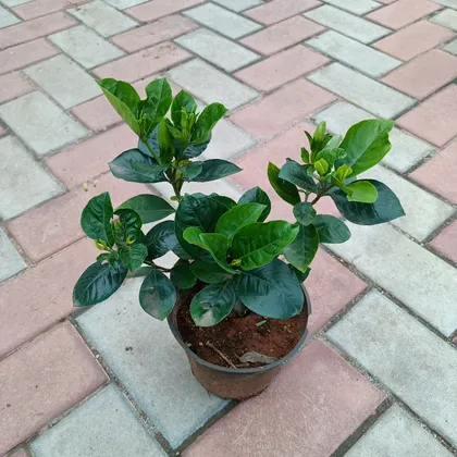 Buy Gardenia / Gandhraaj in 6 Inch Plastic Pot Online | Urvann.com