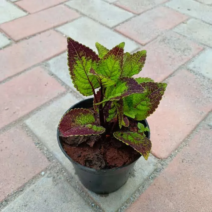 Coleus Red Green (any pattern) in 4 Inch Plastic Pot