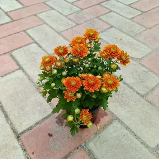 Chrysanthemum (any colour) in 4 Inch Plastic Pot