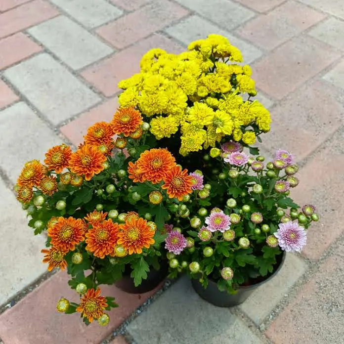 Chrysanthemum (any colour) in 4 Inch Plastic Pot