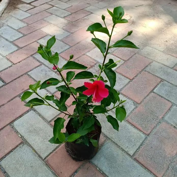 Hibiscus China Pink in 5 Inch Nursery Bag