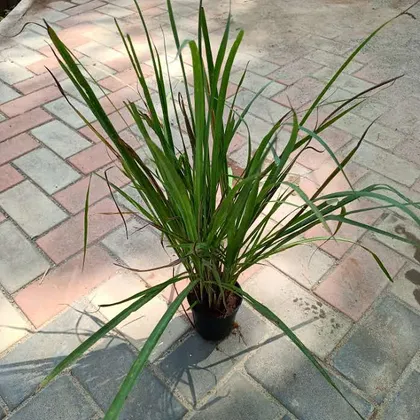Buy Lemon Grass ~ 1.5-2 ft in 4 Inch Plastic Pot Online | Urvann.com