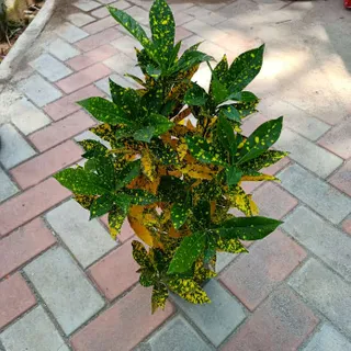 Baby Croton ~ 1.5-2 ft in 4 Inch Nursery Bag