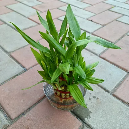 Buy 2 Layer Lucky Bamboo in Glass Bowl Online | Urvann.com