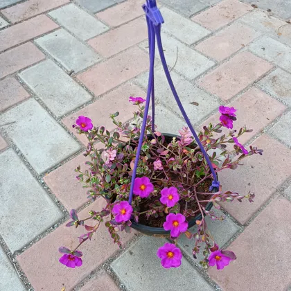 Buy Portulaca (any colour) in 6 Inch Hanging basket Online | Urvann.com
