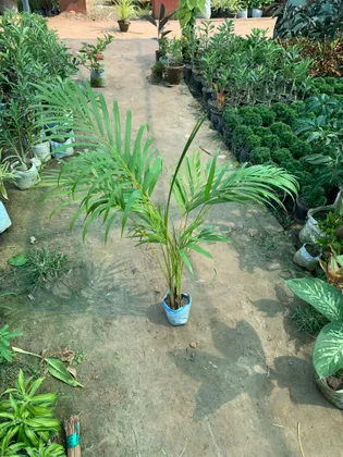 Buy Areca Palm ~ 3 ft in 5 Inch Nursery Bag Online | Urvann.com
