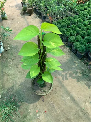 Buy Golden Money Plant with 3 ft Moss Stick in 10 Inch Terracotta Pot Online | Urvann.com