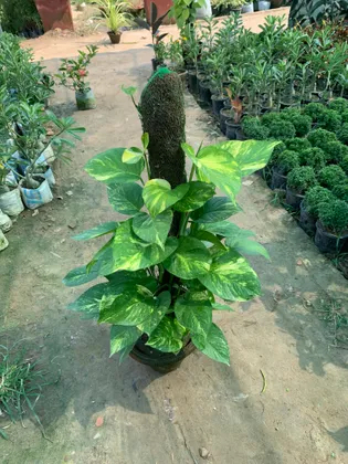 Buy Green Money Plant witn 3 ft Moss Stick in 10 Inch Terracotta Pot Online | Urvann.com