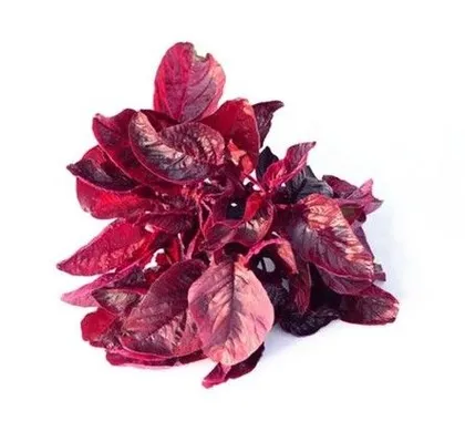 Buy Red Cholai Seeds - Excellent Germination Online | Urvann.com