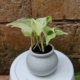 Money Plant Marble in 3 Inch Designer Matki Ceramic Pot