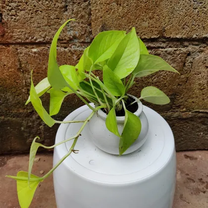 Buy Money Plant Golden in 3 Inch Designer Matki Ceramic Pot Online | Urvann.com