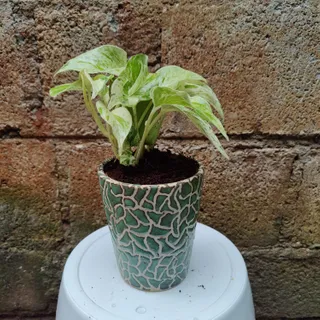 Money Plant Marble in 8 Inch Ceramic Pot