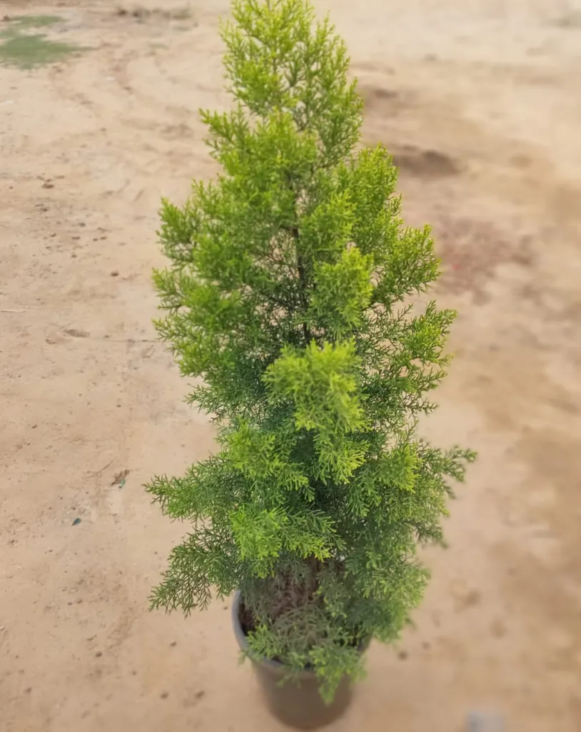 Golden Cypress (~5 feet) in 12 Inch Plastic Pot