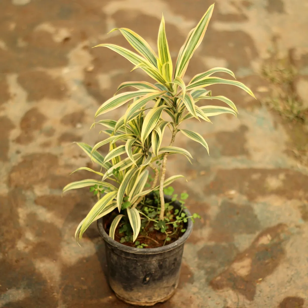 Dracaena Song of India in 5 Inch Plastic Pot