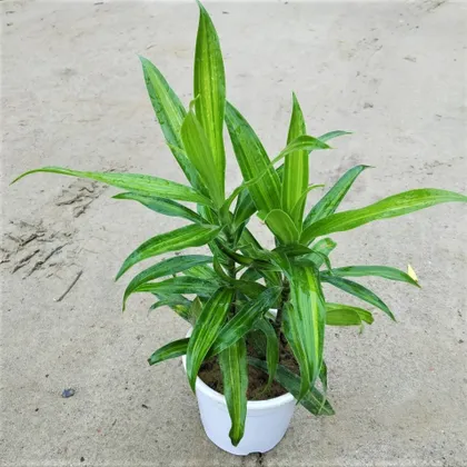 Buy Dracaena Green Messenger in 4 Inch Classy White Pot Online | Urvann.com
