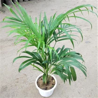 Buy Areca Palm in 8 Inch Classy White Pot Online | Urvann.com