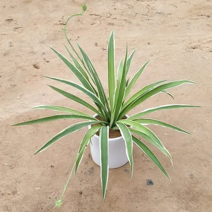 Buy Spider plant in 4 Inch Ceramic Pot Online | Urvann.com