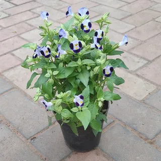Torenia / Wishbone Blue in 4 Inch Plastic Pot