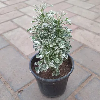 Aralia White in 4 Inch Plastic Pot