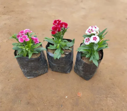 Buy Set of 3 Dianthus (Red , Pink & White) in 4 Inch nursery bag Online | Urvann.com