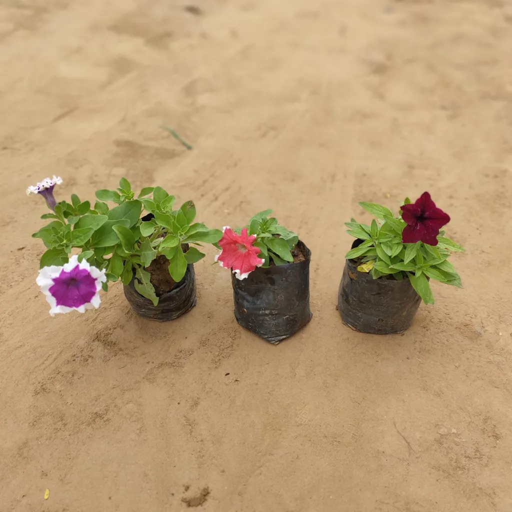 Set of 3 Petunia (multicolour) in 4 Inch Nursery Bag