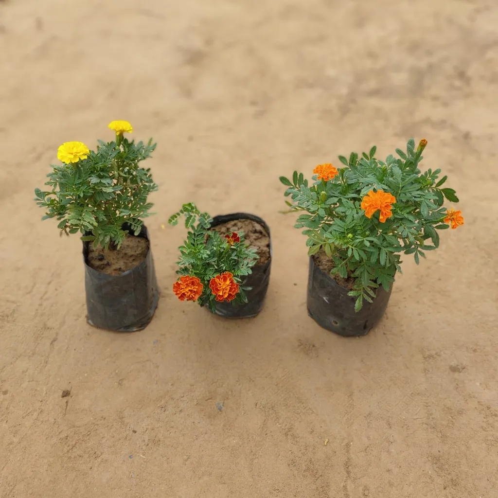 Set of 3 Marigold jafri (multicolour) in 4 Inch nursery bag