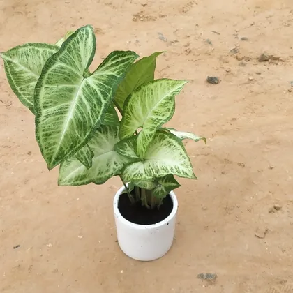 Buy Syngonium Green in 4 Inch Ceramic Pot Online | Urvann.com