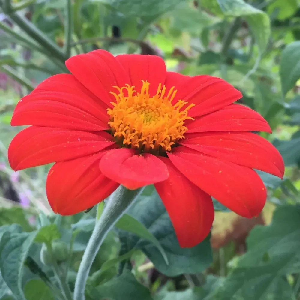 Tithonia Touch Red Seeds - Excellent Germination