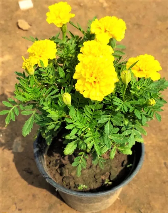 Marigold Jafri Yellow in 6 Inch Plastic Pot