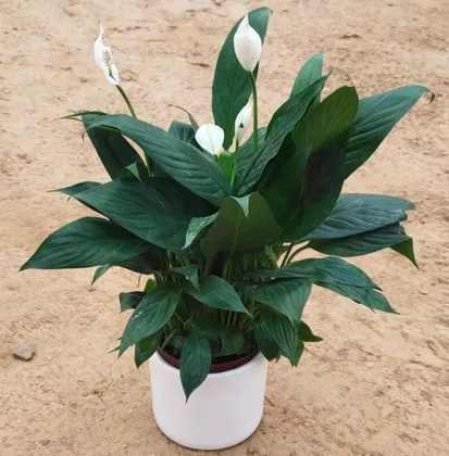 Buy Peace lily in 4 Inch  Ceramic Pot Online | Urvann.com