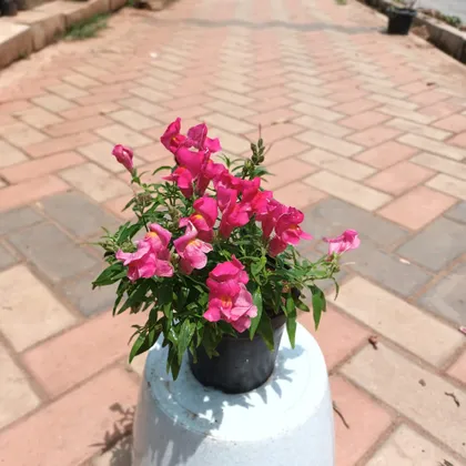 Buy Antirrhinum Majus / Dog plant Pink in 4 Inch Plastic Pot Online | Urvann.com
